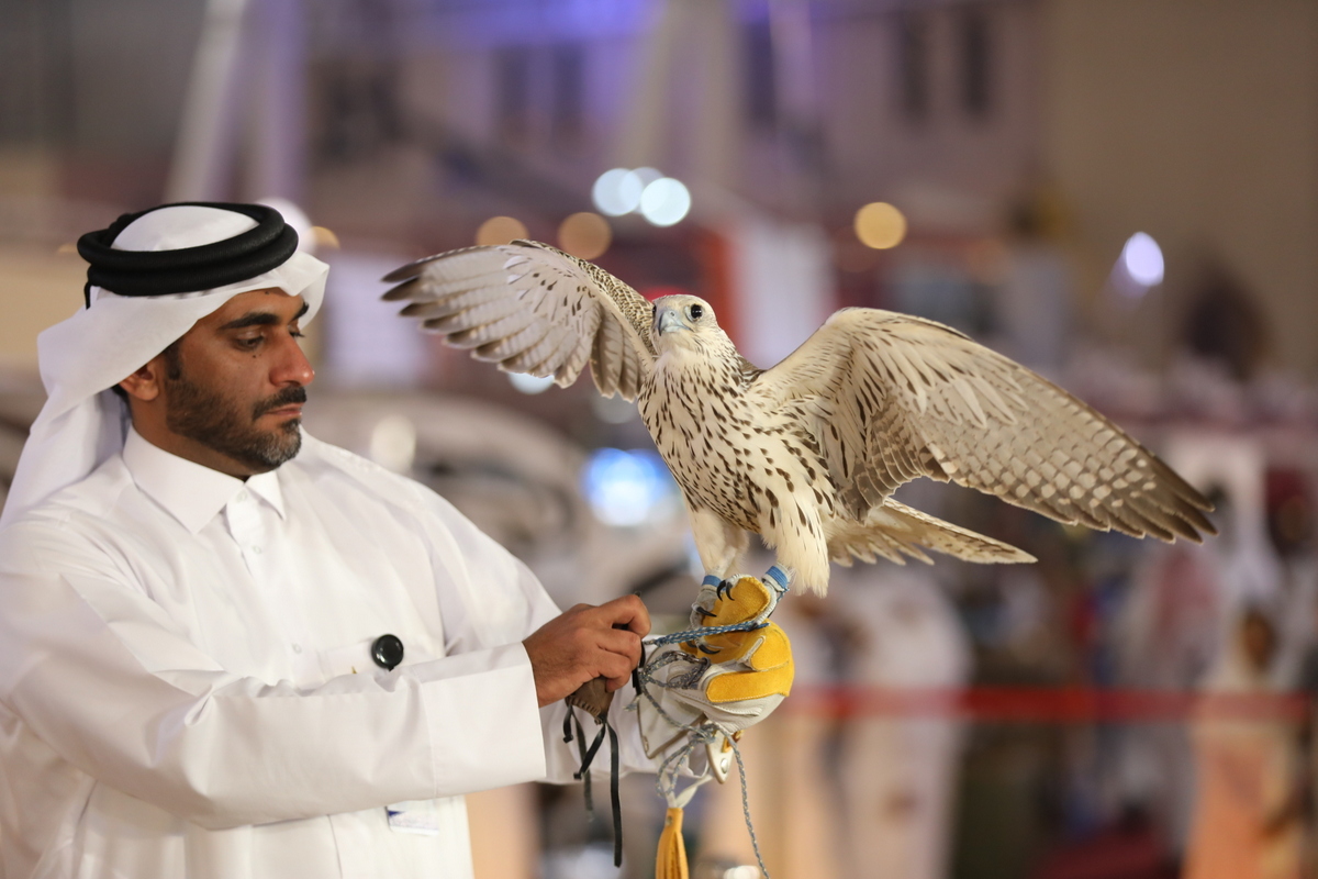 Falconer holding a gyrfalcon with wings spread at the S'Hail exhibition